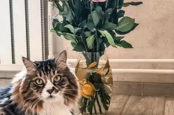 Кошки потеряшки, Владивосток, фото: Потеряшка кошка, Лазурная 38с1, Владивосток