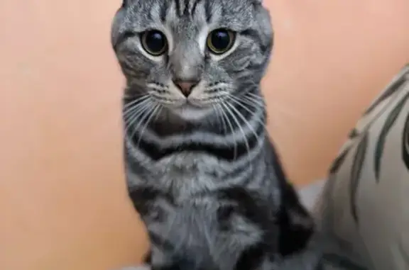 Кошки потеряшки, Калинники, фото: Потеряшка кот, Полевая улица, Калинники