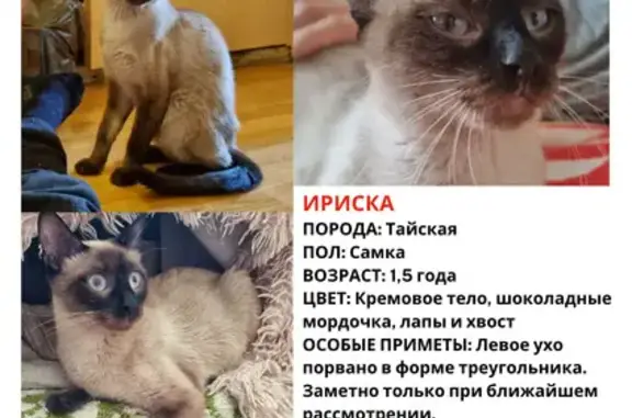 Пропала кошка, Челобитьевское шоссе, 14 к1