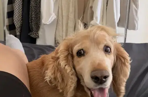 Собаки потеряшки, , фото: Потеряшка собака, ул. Петра Алексеева, 19/70А