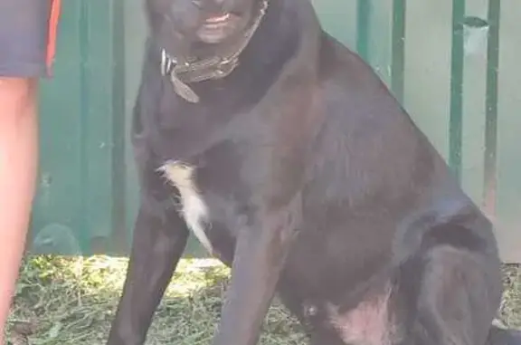 Собаки потеряшки, , фото: Найдена собака, ул. 1-ая/2-ая Фетровая, Воскресенск