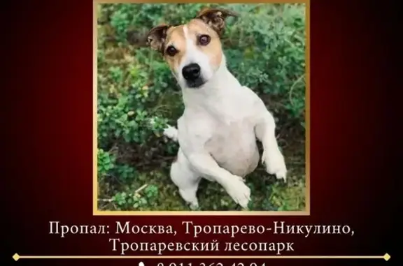 Пропала собака в Тропарёвском лесопарке, Москва