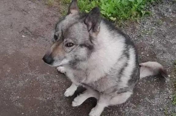 Собаки потеряшки, Елизовский район, фото: Потеряшка собака, Камчатский край