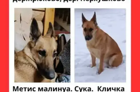 Пропала собака в Юдино, МО: Персик