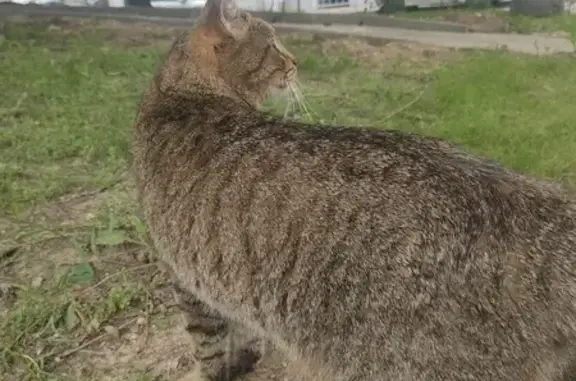 Найдена кошка, ул. Адмирала Руднева, Москва