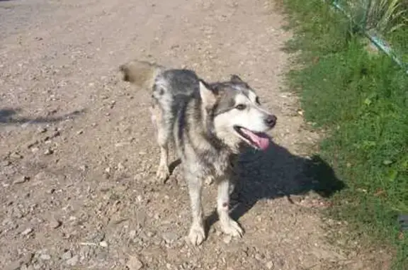 Хаски найден на Центральной, 80, Молдавановка