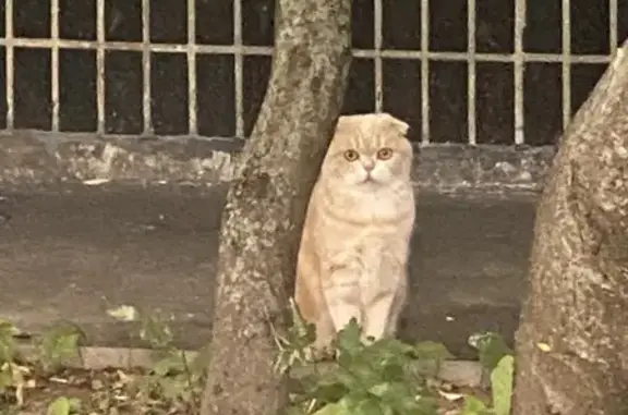 Найдена кошка, Голубинская улица, Москва