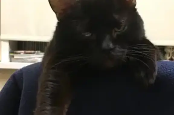 Кошки потеряшки, , фото: Потеряшка черная кошка, ул. Коммунаров, 181