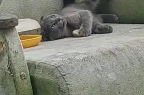 Кошки потеряшки, Кировский Приморский край, фото: Потеряшка кошка, Шмаковская ул., 20, Кировский