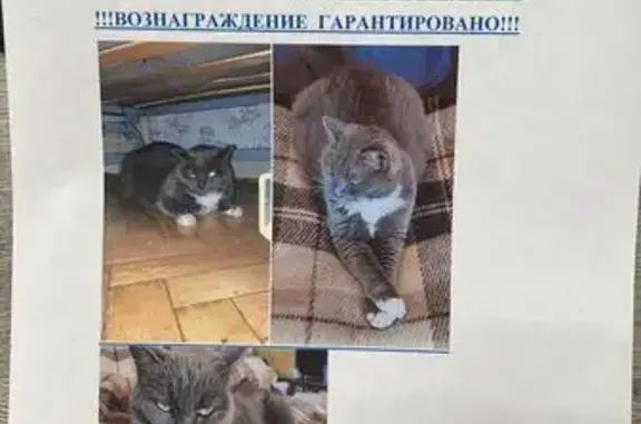 Пропала кошка на ул. Раевского, 3, Москва