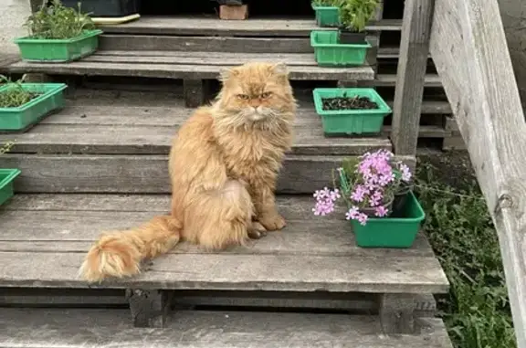 Пропал кот, 1-й Васильевский пер., 15, Белгород