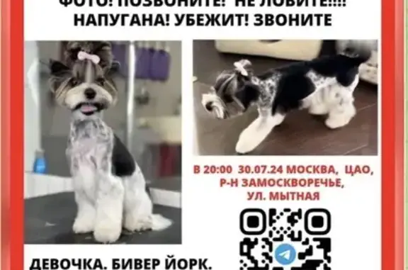 Пропала собака Боня, Житная ул., Москва