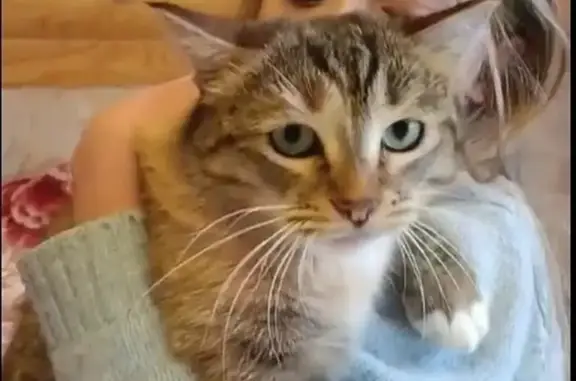 Кошки потеряшки, Дьяково, фото: Потеряшка кошка в СНТ Сославино, Волоколамский р-н