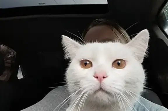 Потерянные животные Магнитогорск, фото: Пропала кошка, Магнитогорск, Челябинская обл.