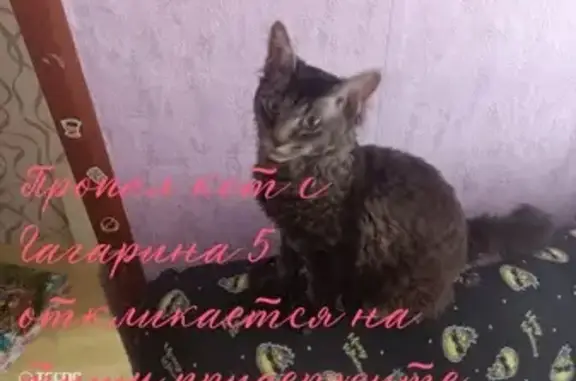 Пропал кот Тиша: Гагарина 5, Ческа-Липа 2