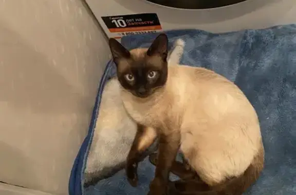 Найдена кошка, Андреевское, фото: Найдена кошка у озера, 17А-2, Андреевское