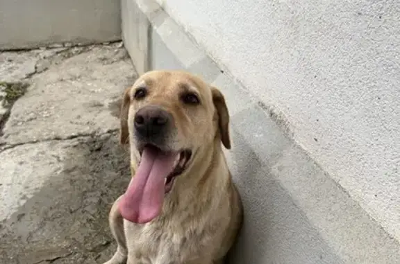 Найдена собака, , фото: Найдена собака, Симферополь, ул. Невского, 27