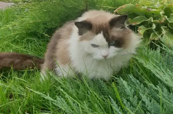 Потерянные животные Тверь, фото: Пропала кошка, 1-я ул. А. Невского, 10 к19