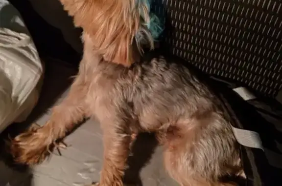 Найдена собака, , фото: Йорк найден на трассе М-5 у Алкино-2