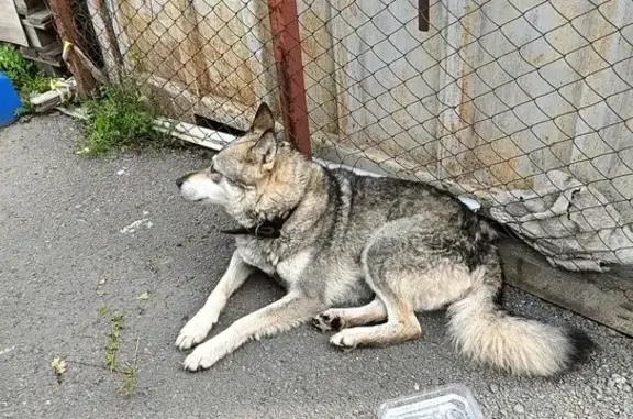 Собака найдена на АЗС, Восточный обход, Пермь