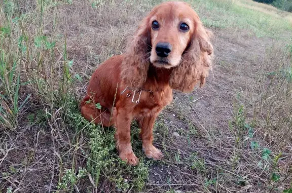 Пропала спаниэль, Дружный пер., 3, Прохладный