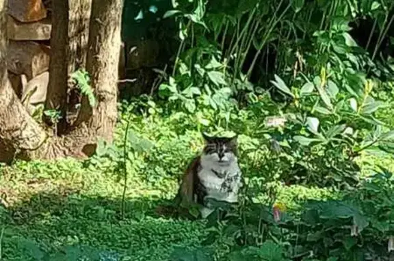 Кошка найдена на Тропе А. Советова, МО