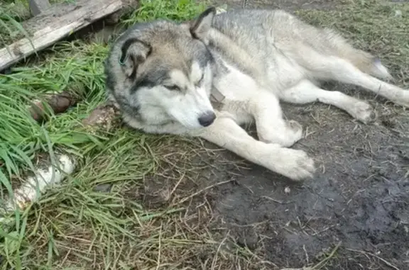 Найдена собака, , фото: Собака найдена: д. Кекур — д. Гаева