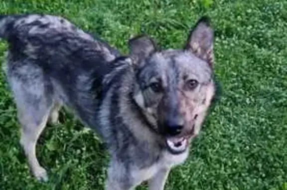 Найдена собака, Московская область, фото: Найдена собака у дачи в Московской области