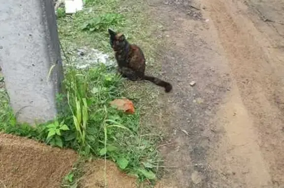 Найдена кошка в Ожигово, Москва