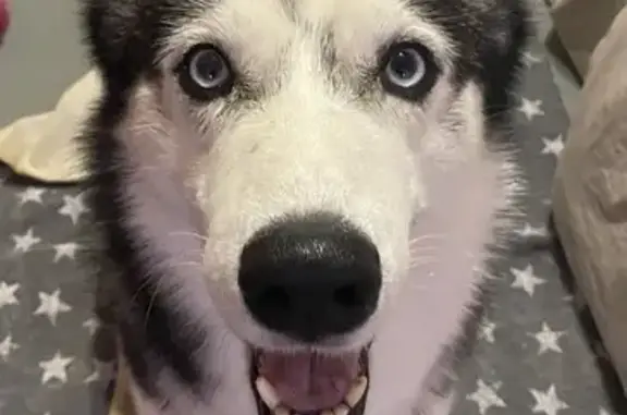 Найдена собака, Юношеское, фото: Найден хаски в Вологодской обл., Косиково-Юношеское