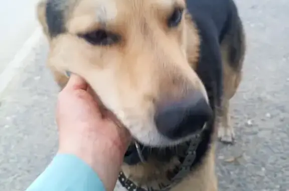 Найдена собака, Пенза, фото: Найдена собака на ул. Гагарина, Пенза