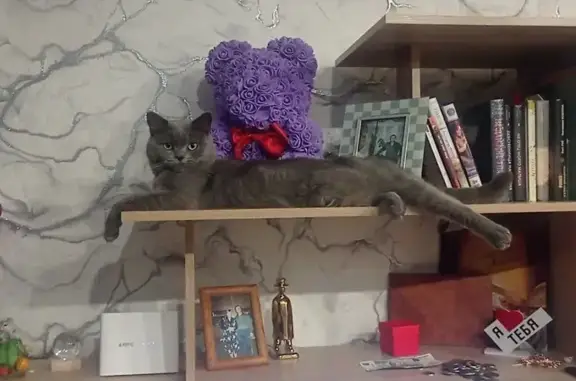 Потерянные животные Тамбов, фото: Пропал серый британец, Стремянная ул., Тамбов