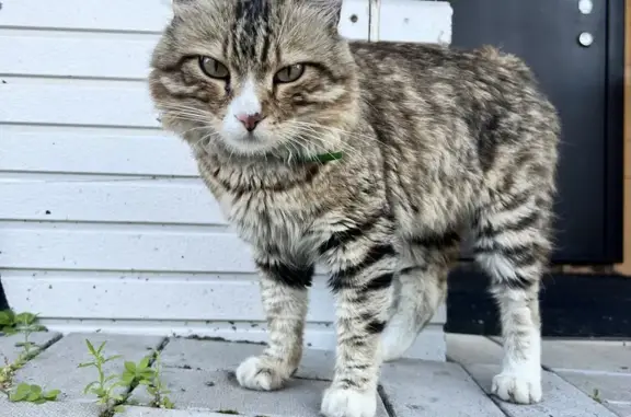 Найдена кошка, ул. Лазо, 86Б, Хабаровск