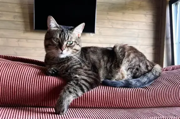 Кошки потеряшки, Сергиево-Посадский городской округ, фото: Потеряшка кошка Торба в СНТ Дивный-3