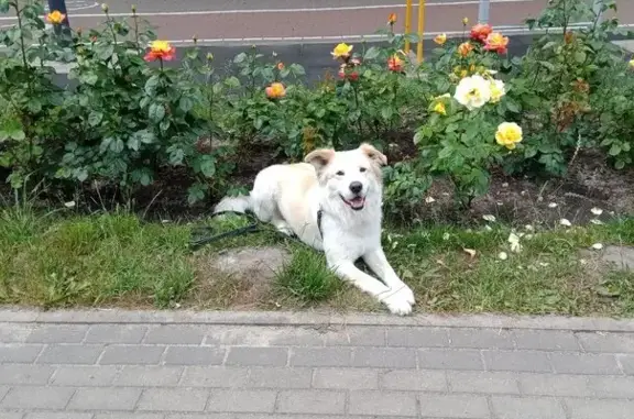 Собаки потеряшки, Светлогорск, фото: Потеряшка собака на Приморской, 6, Светлогорск