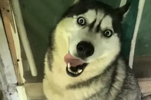 Найдена собака, Московская область, фото: Собака найдена в СНТ Магма, МО