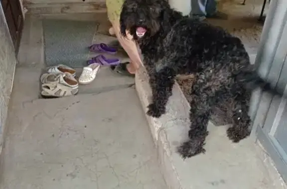 Собаки потеряшки, Биштюбинка, фото: Потеряшка собака, Октябрьская ул., 3, Биштюбинка