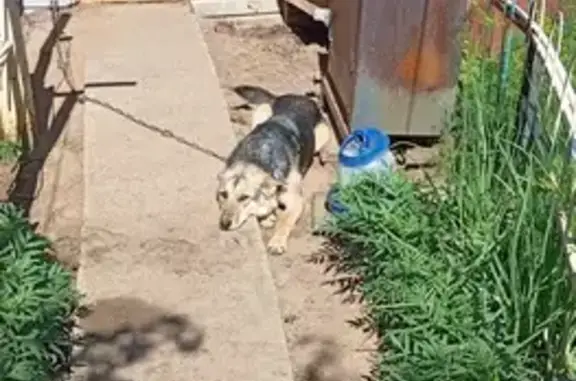 Собаки потеряшки, Большой Букор, фото: Потеряшка собака, Нагорная ул., 4, Большой Букор