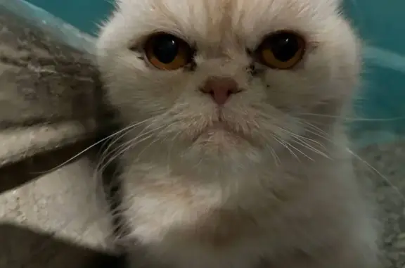 Найденные животные Лесной, фото: Найдена кошка, ул. Белинского, 25, Лесной