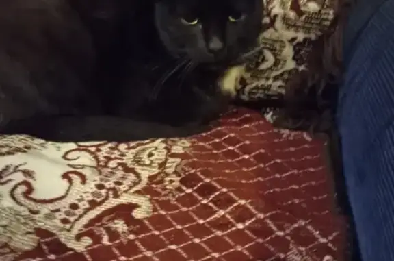 Найдена кошка, Московская область, 19