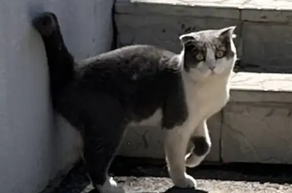 Объявления о пропавших и найденных животных, Ростов-на-Дону, фото: Найден котик на Заводской, 25, Ростов-на-Дону