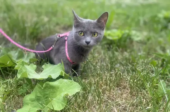 Пропала кошка, Октябрьская ул., 19, Воскресенск