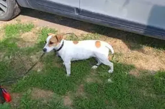 Найдена собака, , фото: Найдена собака, Советская ул., Донской