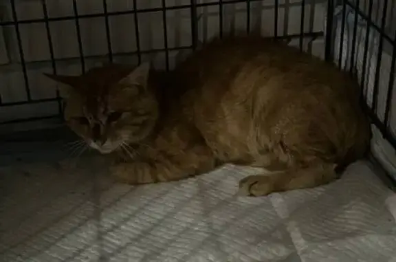 Найдена кошка, Мошок, фото: Найден рыжий кот: Никулино — Воровского — Мошок