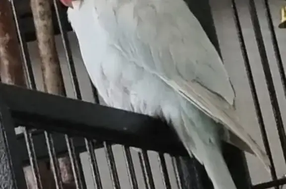 Объявления о пропавших и найденных животных, Сочи, фото: Пропал попугай, ул. Чехова, 26, Сочи