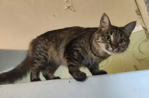 Потерянные животные Тверь, фото: Пропала кошка Дуся, ул. Паши Савельевой, 9