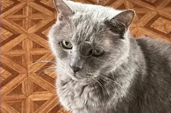 Кошки потеряшки, Карамзино, фото: Потеряшка кошка, Тверская обл., 28Н-0437