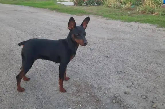 Собака найдена: Зорино, ул. Золотой Колос