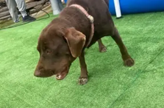 Найдена собака, Листвянское, Иркутская обл.