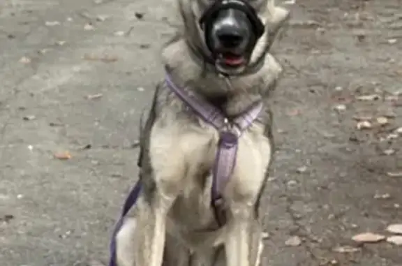 Собаки потеряшки, Успенское, фото: Потеряшка собака, Успенка-Тюмень, 10 августа